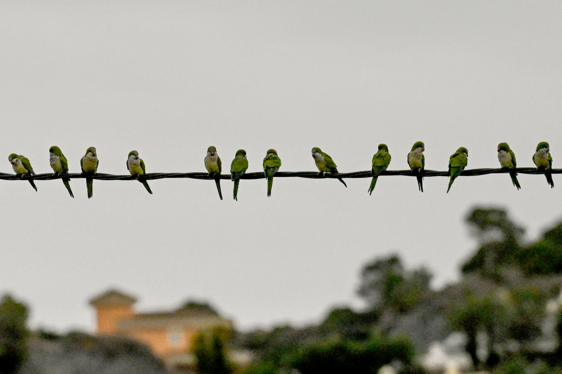 Foto: Kristian Bjerke 2024 ©